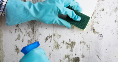 Insurance claims for mould damage