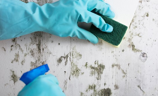 Insurance claims for mould damage